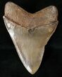 Megalodon Tooth - Beautiful Enamel #16228-2